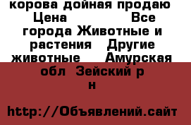 корова дойная продаю › Цена ­ 100 000 - Все города Животные и растения » Другие животные   . Амурская обл.,Зейский р-н